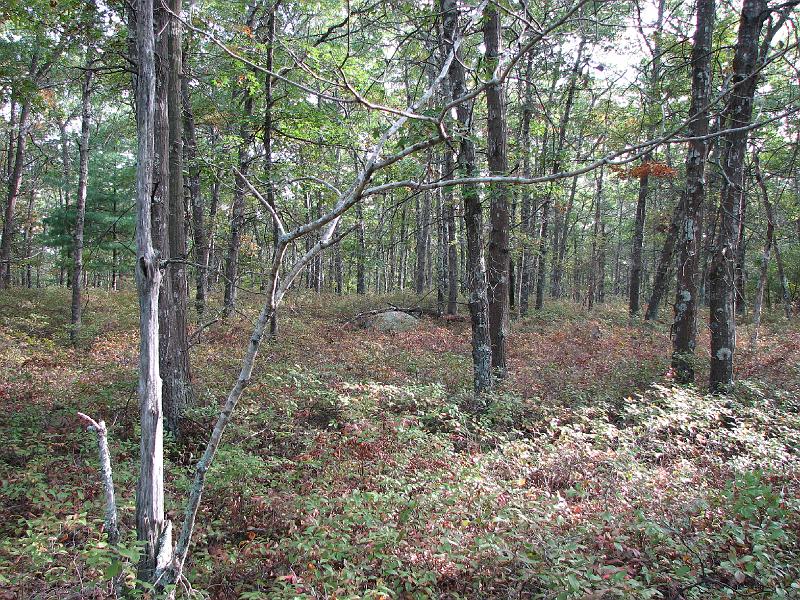 2008-10-08_Francis_Carter_Preserve 001.jpg